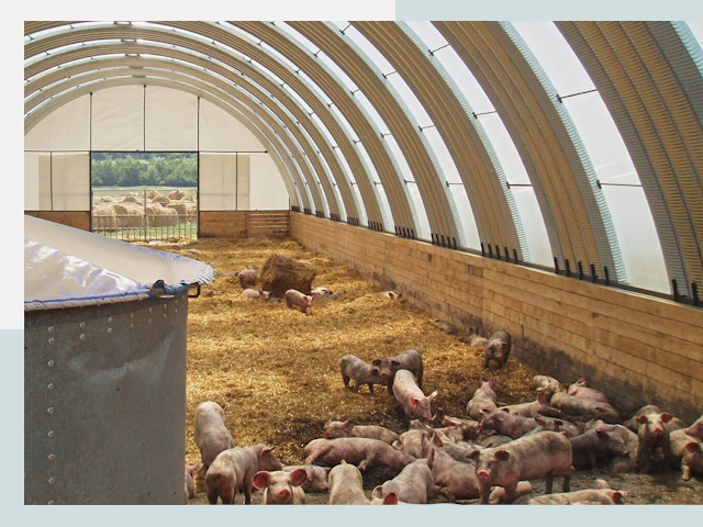 Строительство свинарников в Мирном